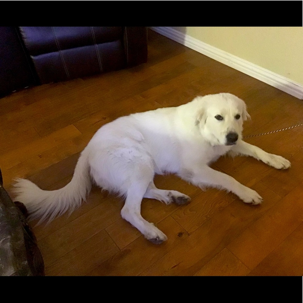 Hi everyone this is my dog Hanna is a crazy dog